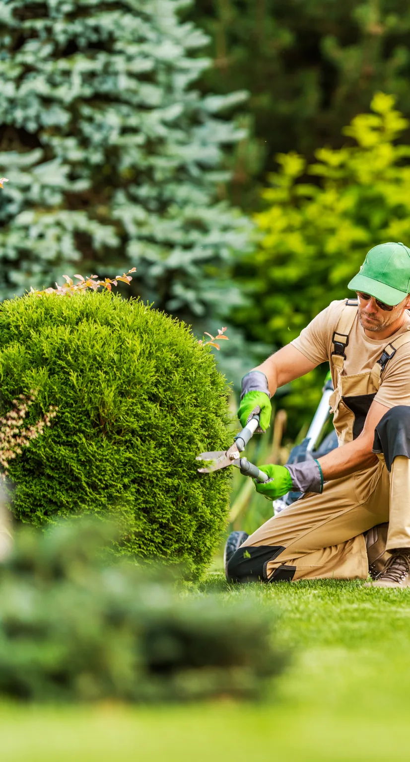 A landscaping professional carefully trimming a manicured evergreen shrub
