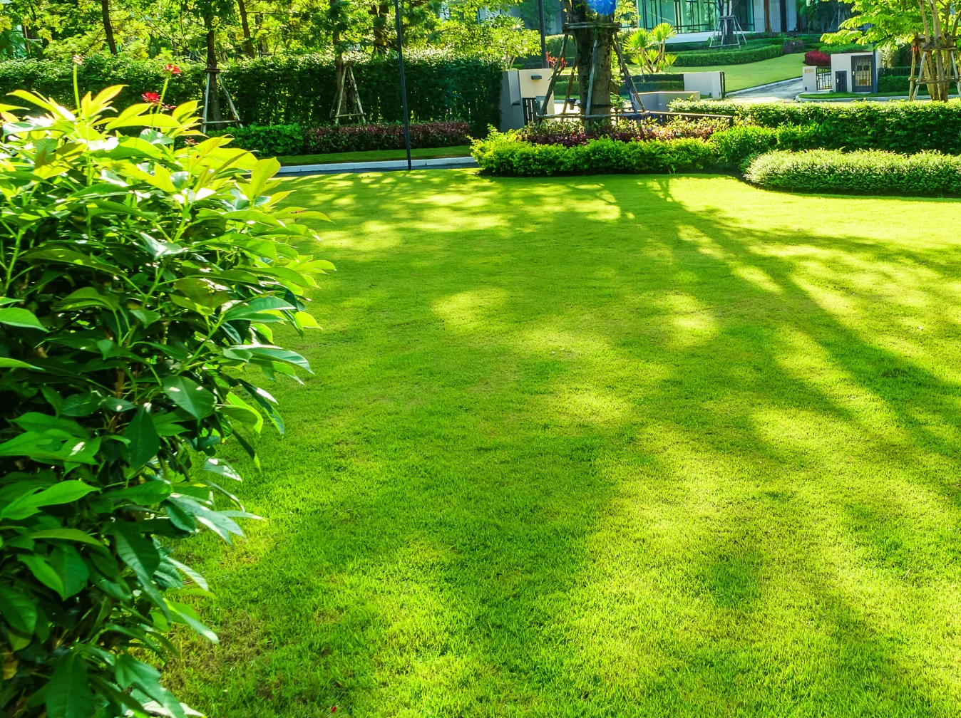 A healthy landscaped lawn in Charlotte bordered by mature shrubs and trees