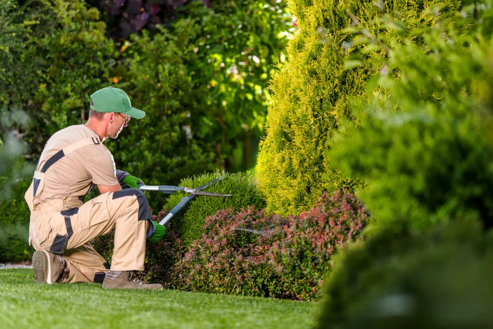 A Vista Green professional trimming ornamental shrubs