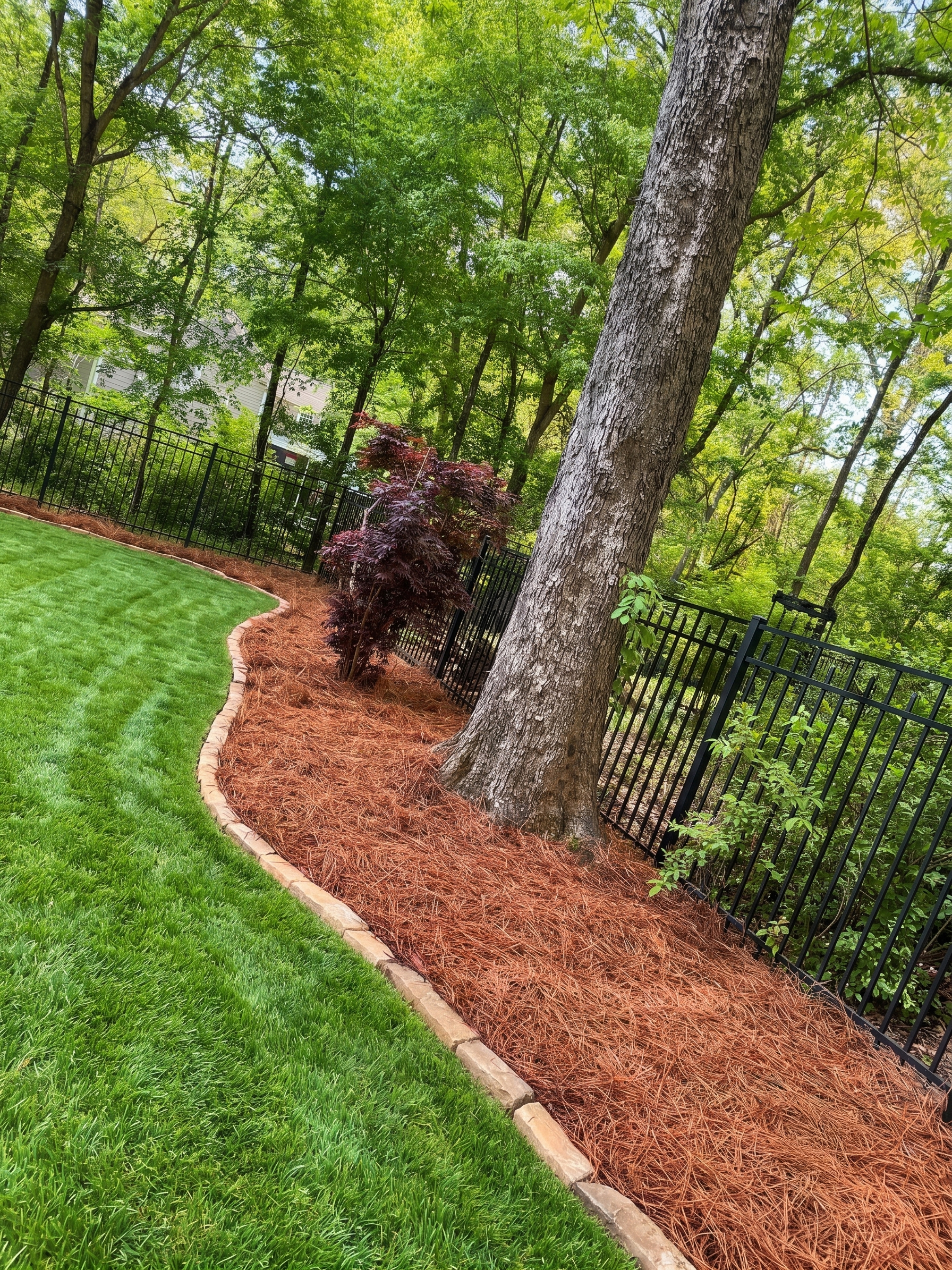 Fresh pine straw installed around a landscaped Charlotte property