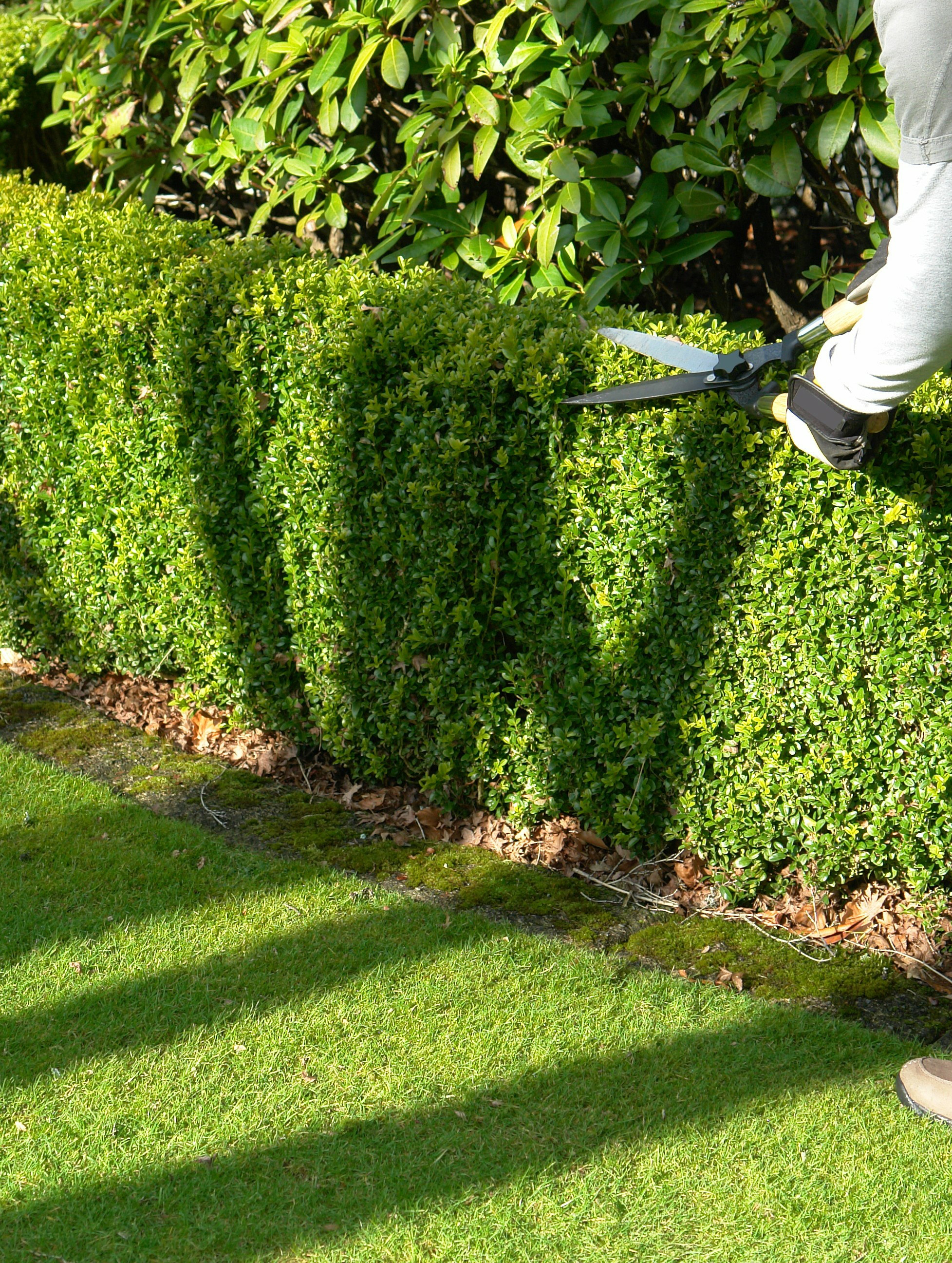 Vista Green trimming shrubs at a landscaped property